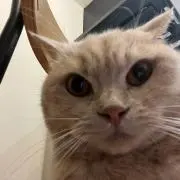 てぃの画像