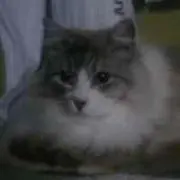 hisa