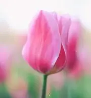 めるる@グッズ整理中の画像