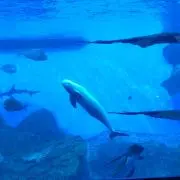 スナメリン♪の画像