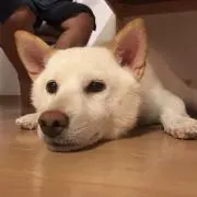 ゆきだるまの画像