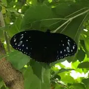 hamu'zの画像