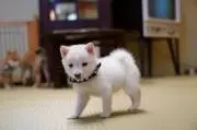 ねここいぬの画像
