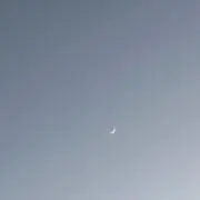 さくらの画像