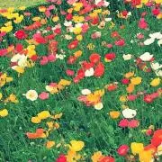 おはなの画像