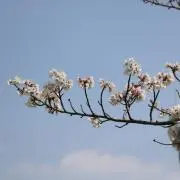 りょーまるの画像
