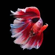 Fish Tail Butterflyの画像