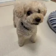 みるくの画像