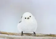 ゆーの画像