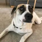 Pepper