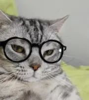 メガネねこ【24時間以内に発送します】の画像