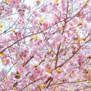 miiの画像