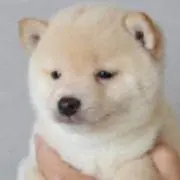RYO