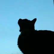 スイ