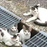 ちょこ