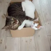 ここあ