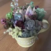 ももっちの画像