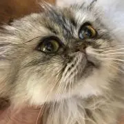 Sukeyの画像