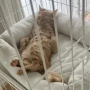 ちゃちゃまる