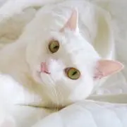 しろねこの画像