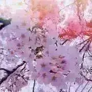 雪見
