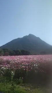 メロンの画像