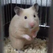 ぽっちの画像