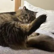 さこみの画像