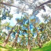 エルの画像