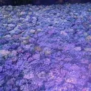 poncoの画像