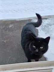 クロの画像