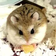 ゆってぃーの画像