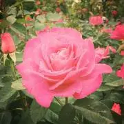 プロフ必読★Miwの画像
