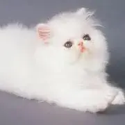 ればにらの画像