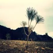 TOMの画像