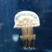 ヒロ
