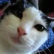 ちいの画像