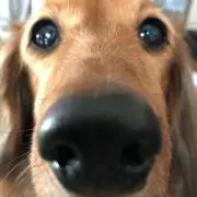 白熊の画像