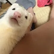 かなでの画像
