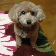 ＢＯＳＳMＡMＡの画像