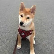 たけ