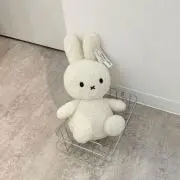 紫苑の画像