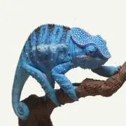 よっく