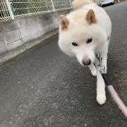 チャッピーの画像