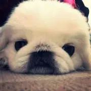 まるこ