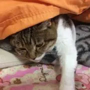 葵樹