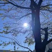 raraの画像