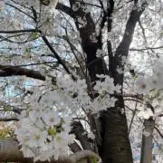 ほしぐみさんの画像