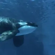 sの画像