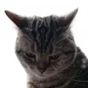 Q太郎